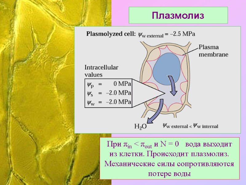 Плазмолиз При πin < πout и N = 0   вода выходит из